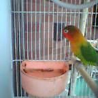 f:id:kokada_jnet:20060721004532j:image