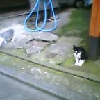 f:id:kokada_jnet:20060722210043j:image