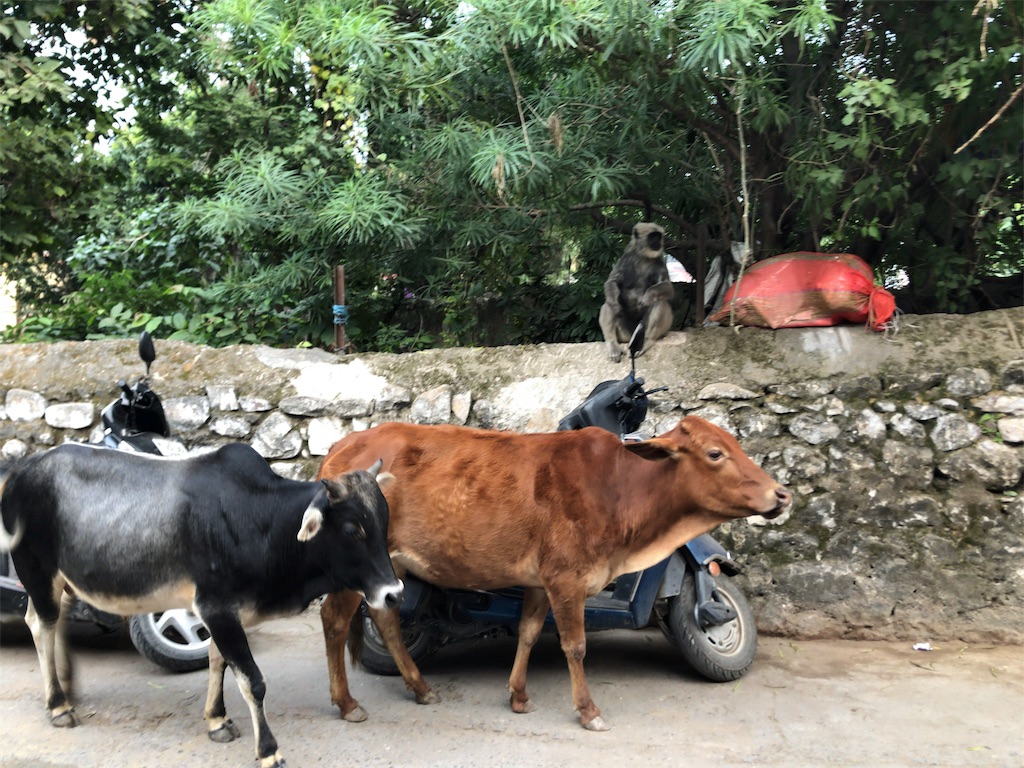 f:id:kokan-nikki:20191103225229j:image f:id:kokan-nikki:20191103225229j:image