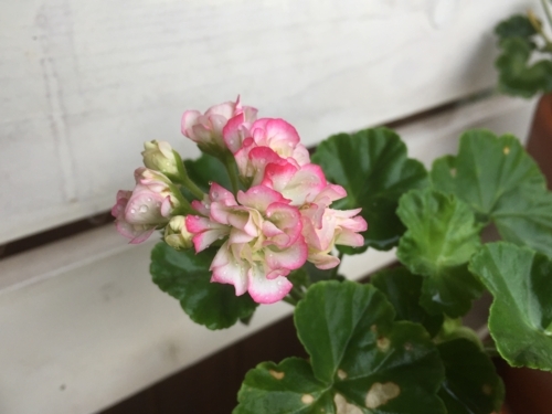 f:id:kokanakoh:20170717173845j:plain f:id:kokanakoh:20170717173845j:plain
