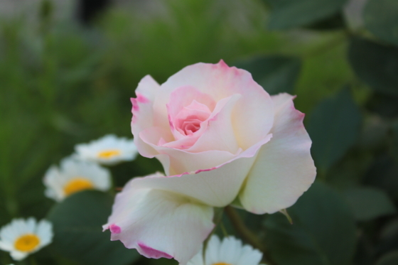f:id:kokanakoh:20180515180637j:plain f:id:kokanakoh:20180515180637j:plain