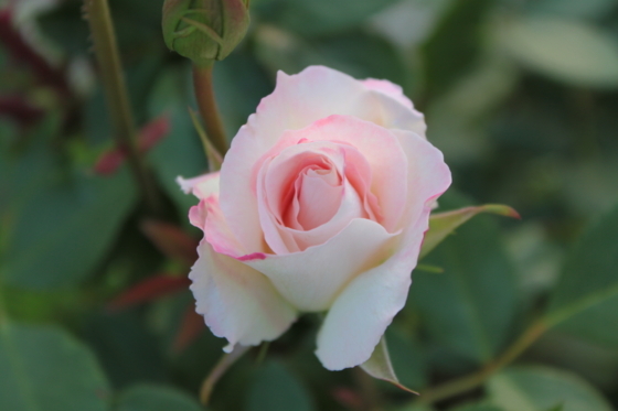 f:id:kokanakoh:20180515180645j:plain f:id:kokanakoh:20180515180645j:plain