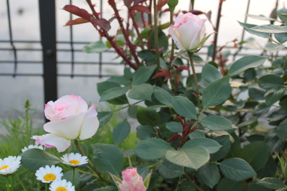 f:id:kokanakoh:20180515180652j:plain f:id:kokanakoh:20180515180652j:plain