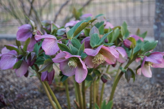 f:id:kokanakoh:20190316171749j:plain f:id:kokanakoh:20190316171749j:plain