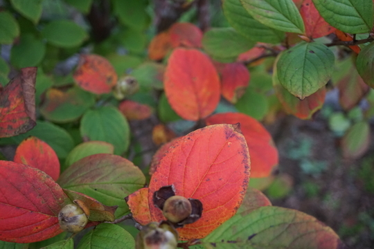 f:id:kokanakoh:20191008165044j:plain f:id:kokanakoh:20191008165044j:plain