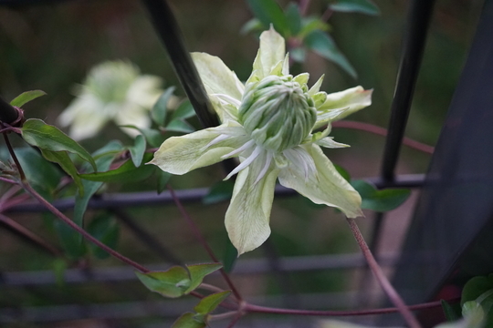 f:id:kokanakoh:20191008165606j:plain f:id:kokanakoh:20191008165606j:plain