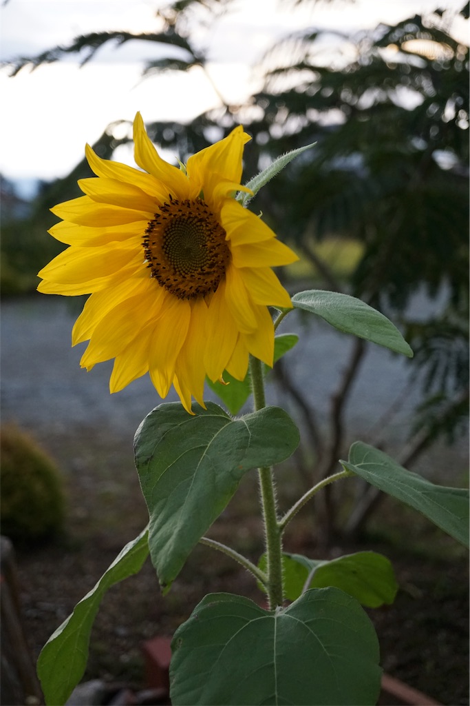 f:id:kokanakoh:20191008203226j:image:w350 f:id:kokanakoh:20191008203226j:image:w350