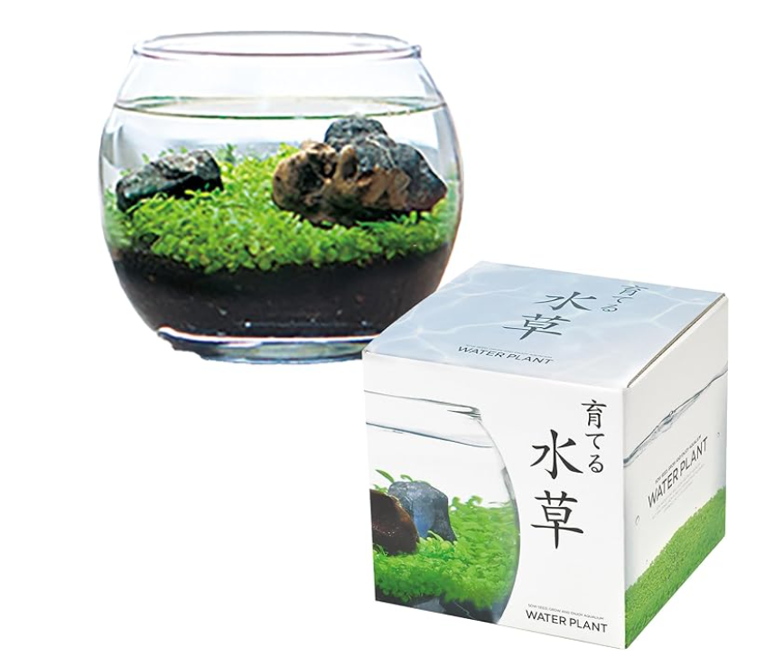 レビュー】聖新陶芸 春/夏/秋のアクアリウム 水草栽培キット（Sサイズ