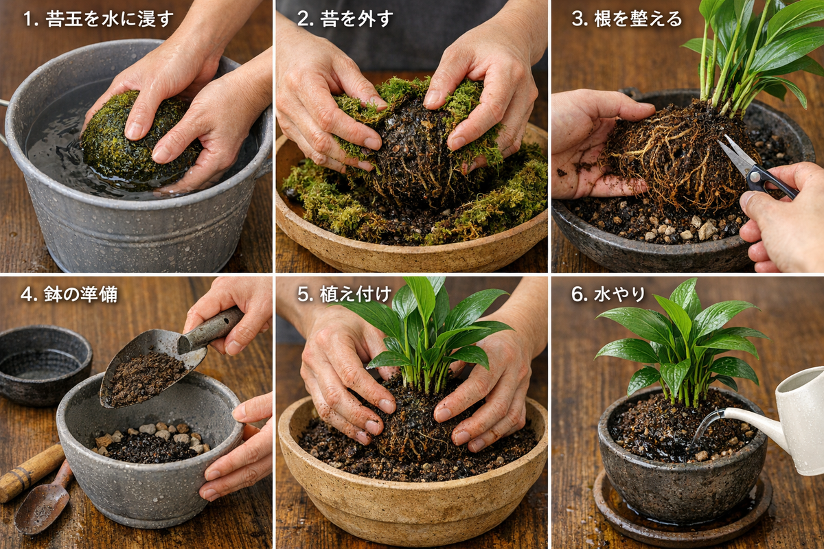 苔玉を鉢植えに植え替える方法｜美しく長く楽しむためのコツと手順を