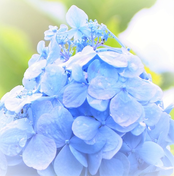 紫陽花に囲まれて 写真ブログ 今日も明日も ありがとう