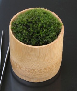 苔鉢（山苔、竹の小鉢） - モミジと苔
