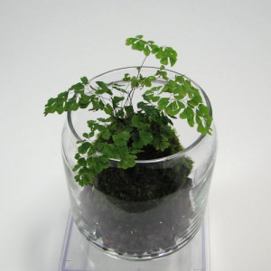 アジアンタムの苔玉瓶 152 モミジと苔