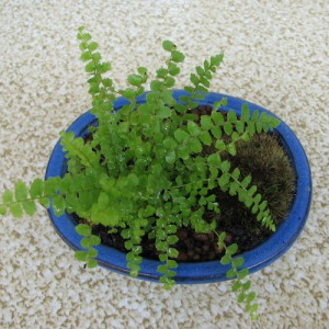 シダと山苔の相性はいまひとつ-59 - モミジと苔