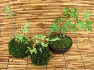 改めまして苔玉とミニ盆栽の苔八です モミジと苔