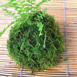 ハイゴケの苔玉にコスギゴケが - モミジと苔
