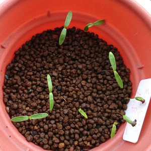 モミジの種から芽が出ました モミジと苔