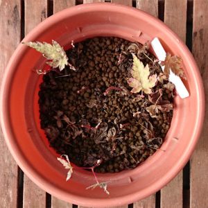 イロハモミジ発芽から七カ月