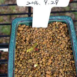 イロハモミジ発芽2017年3月