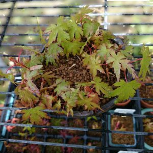モミジモヤシ発芽から2ヵ月