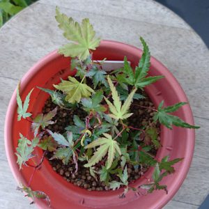 イロハモミジ実生苗1年4カ月