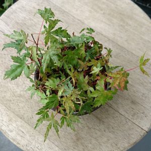 モミジモヤシ発芽から5ヵ月間引前