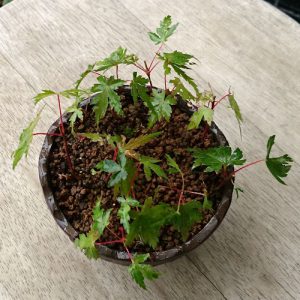 モミジモヤシ発芽から5ヵ月間引後