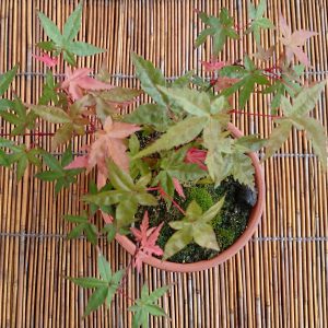 モミジ 出猩々 五月下旬 モミジと苔