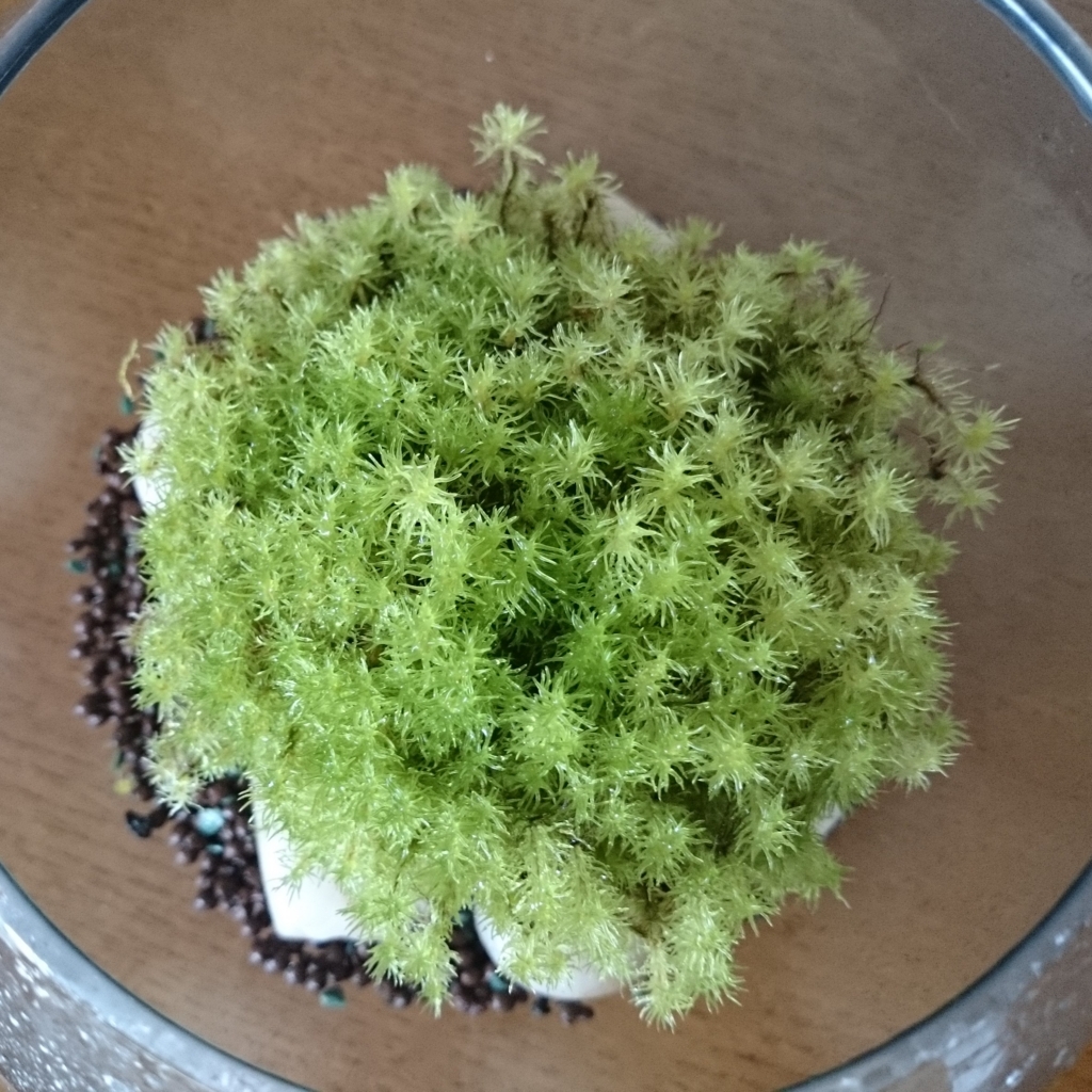 山苔の育て方18年夏 モミジと苔 山苔の育て方18年夏 モミジと苔