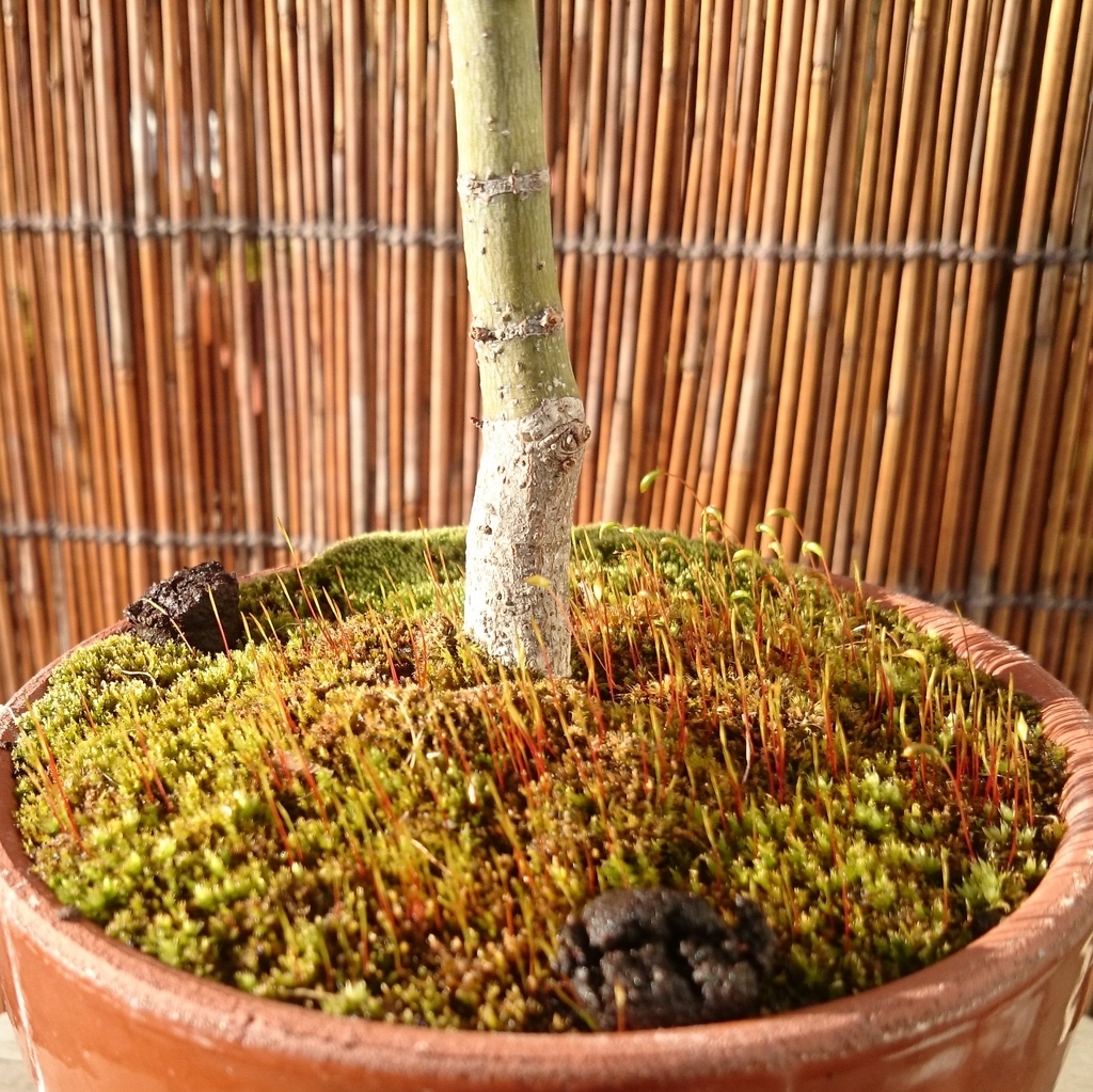 苔の蒴 さく 膨らむ一月 モミジと苔 苔の蒴 さく 膨らむ一月 モミジと苔
