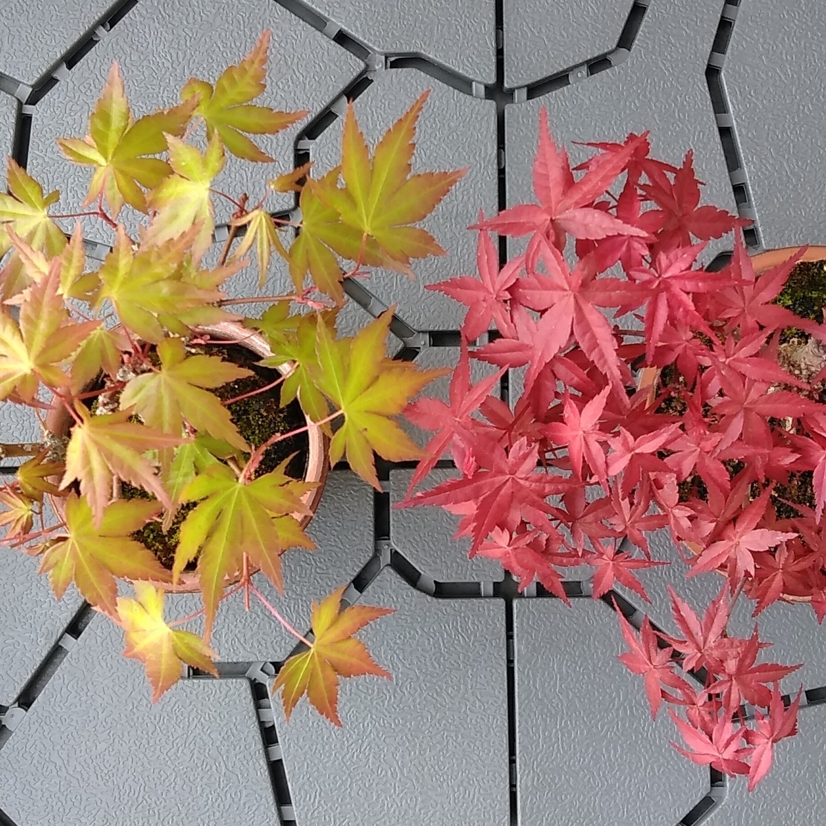 春紅葉 四月上旬2020年 - モミジと苔