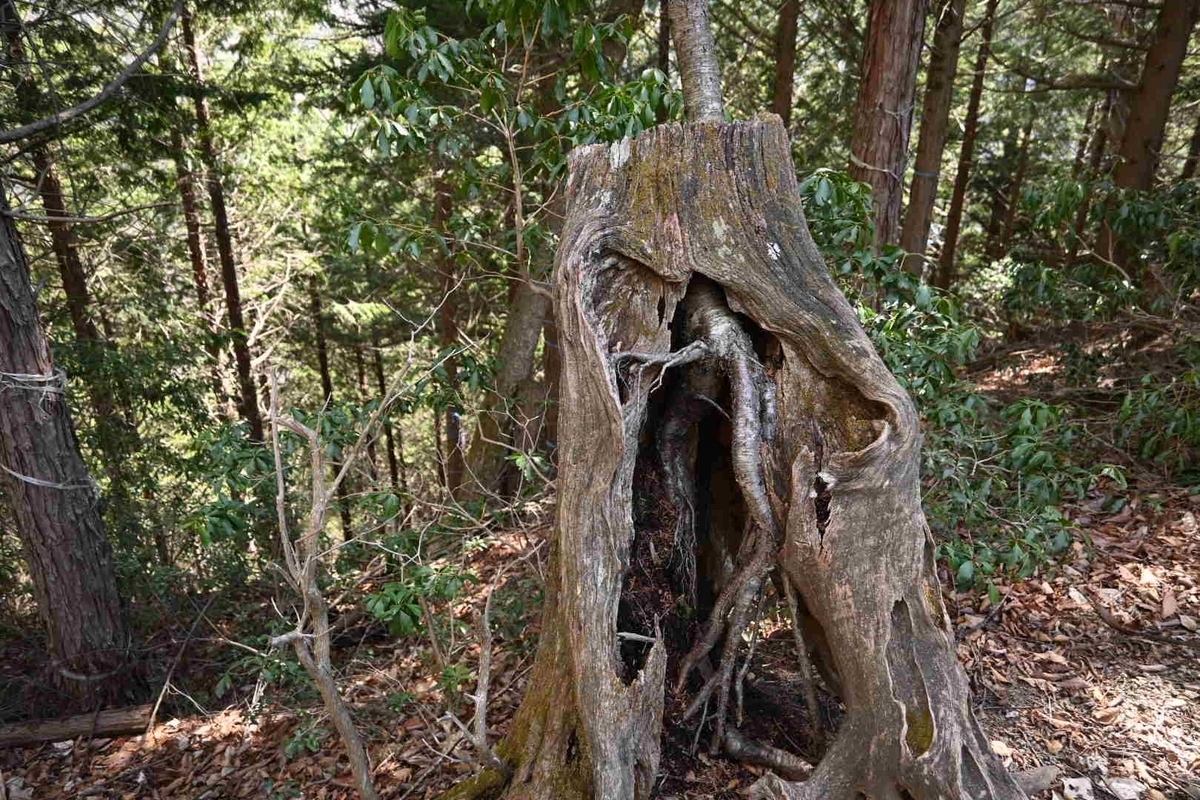 木の中の木がありました。。。 - こけや