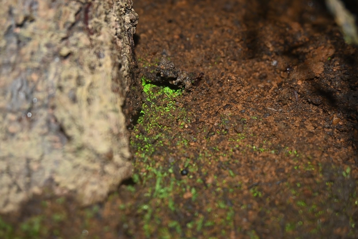 ヒカリゴケ】光る苔を知っていますか？ - こけや