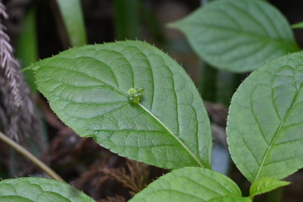葉脈に花！？ おもしろい植物を発見！！ - こけや