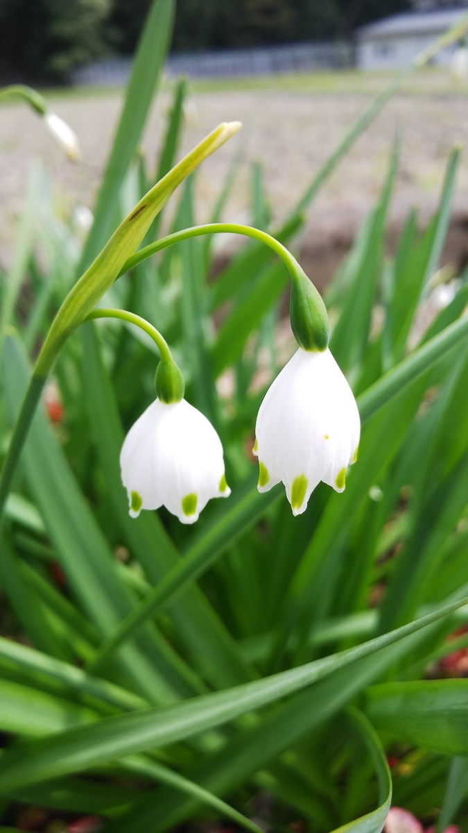 f:id:kokeenn:20190422091803j:plain f:id:kokeenn:20190422091803j:plain