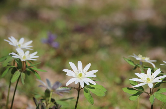 早春の花々 4月17日 コケモモ通信 お花見散歩