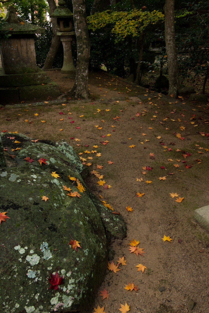 f:id:kokemono:20161120070354j:plain:w300