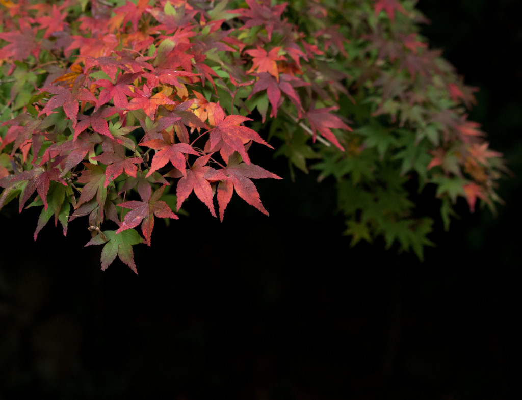 f:id:kokemono:20161120072658j:plain:w300