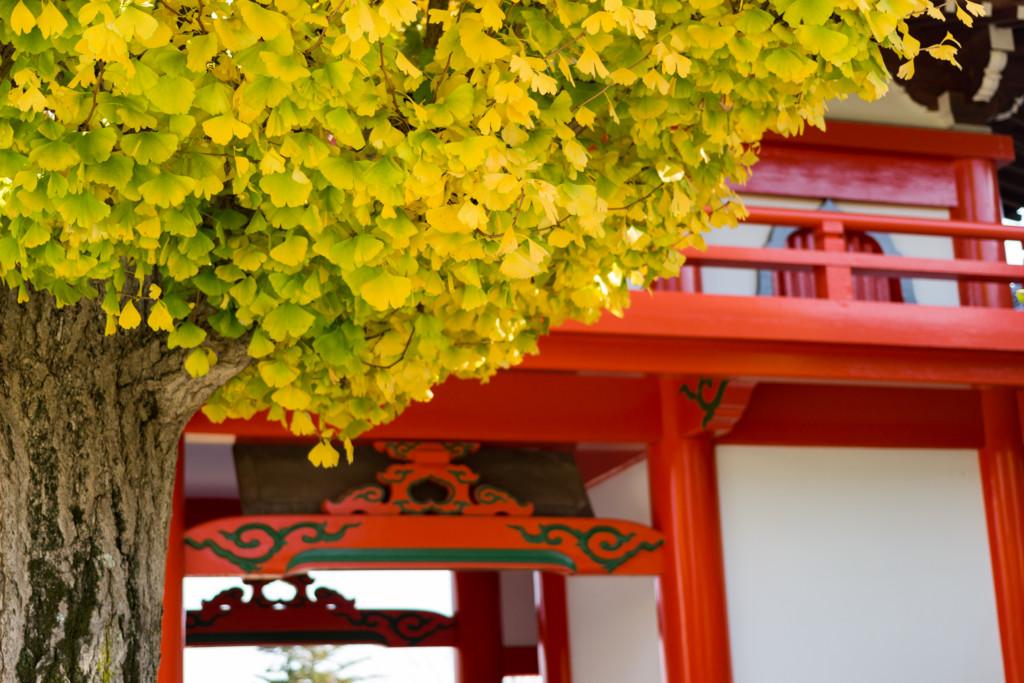f:id:kokemono:20161126124919j:plain:w300