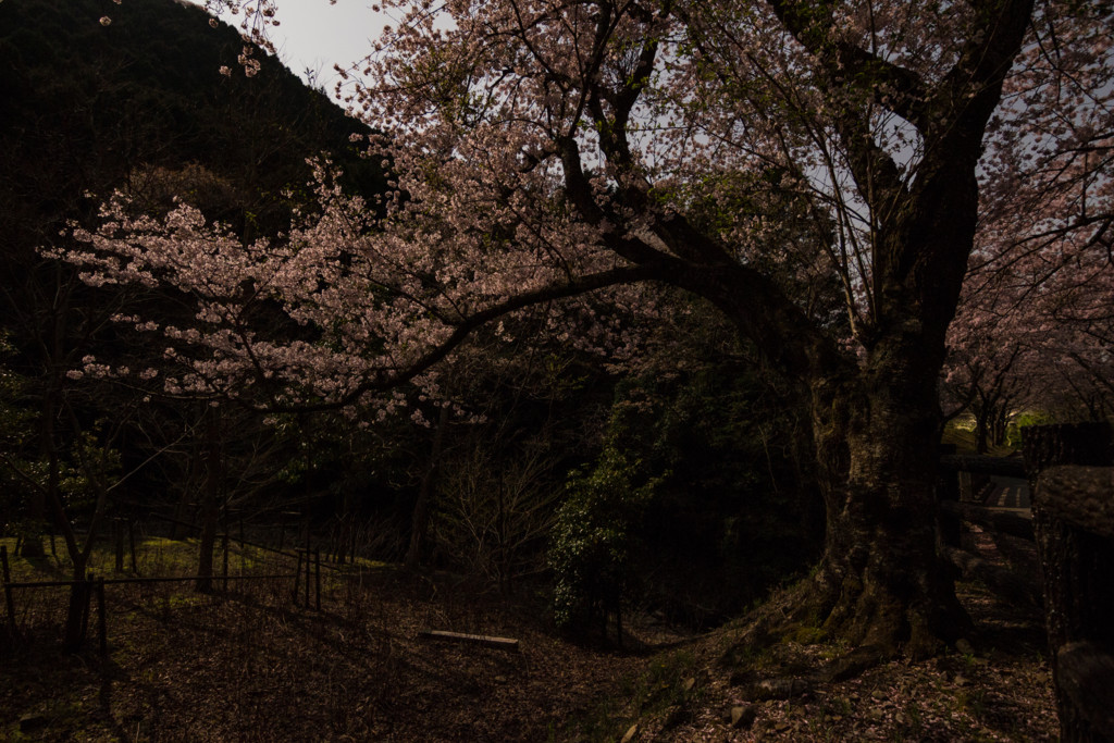 f:id:kokemono:20170414023214j:plain:w300