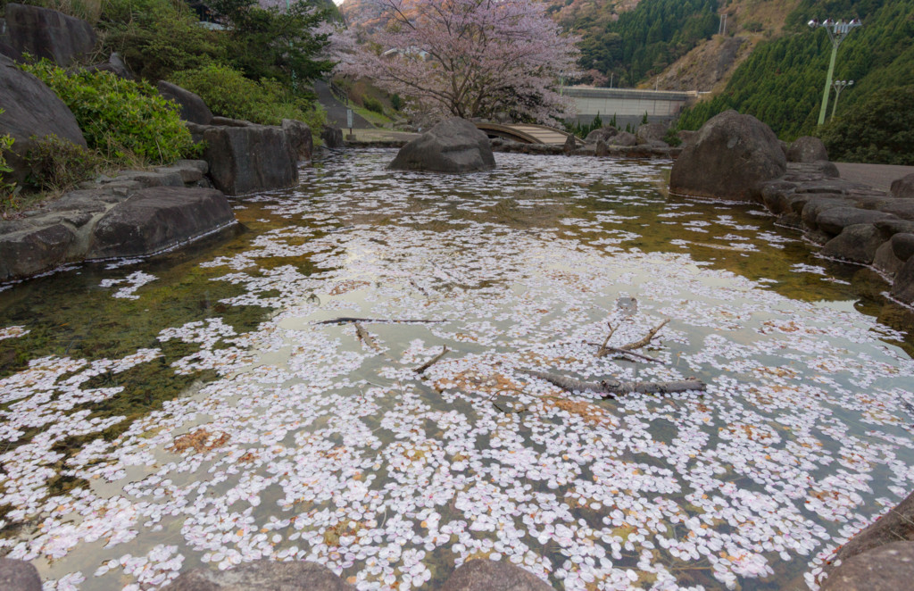 f:id:kokemono:20170415060949j:plain:w300