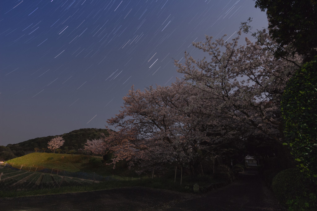 f:id:kokemono:20170422082750j:plain:w300