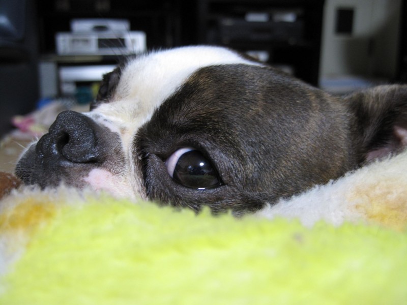 f:id:kokichikawabe:20090125221006j:image