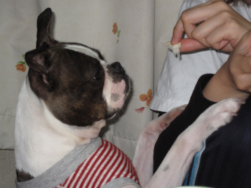 f:id:kokichikawabe:20090227075342j:image