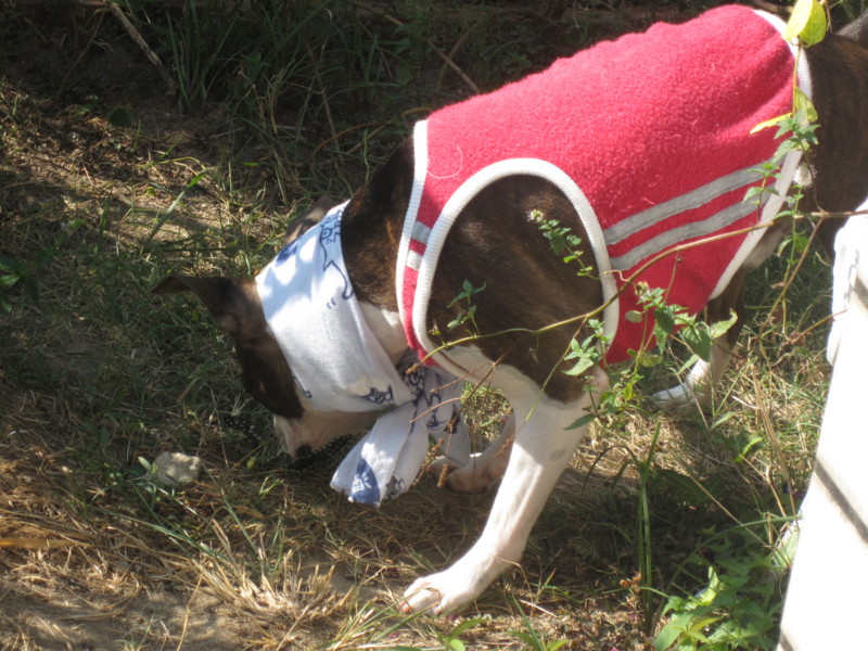 f:id:kokichikawabe:20090908083206j:image