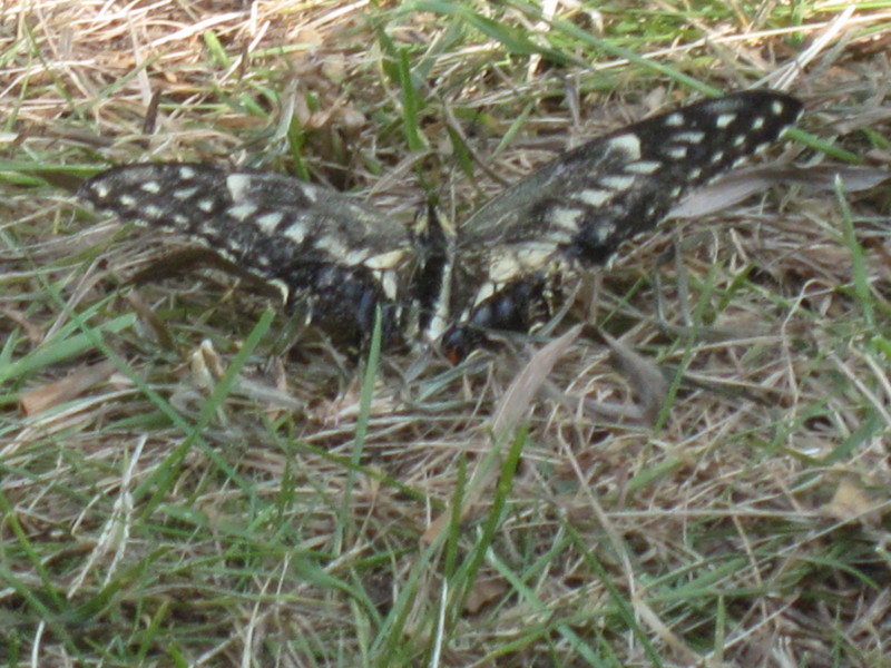 f:id:kokichikawabe:20090908083304j:image