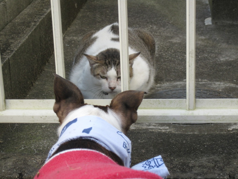 f:id:kokichikawabe:20090908085545j:image