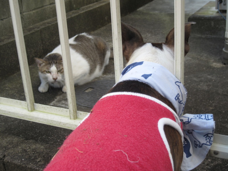 f:id:kokichikawabe:20090908085625j:image