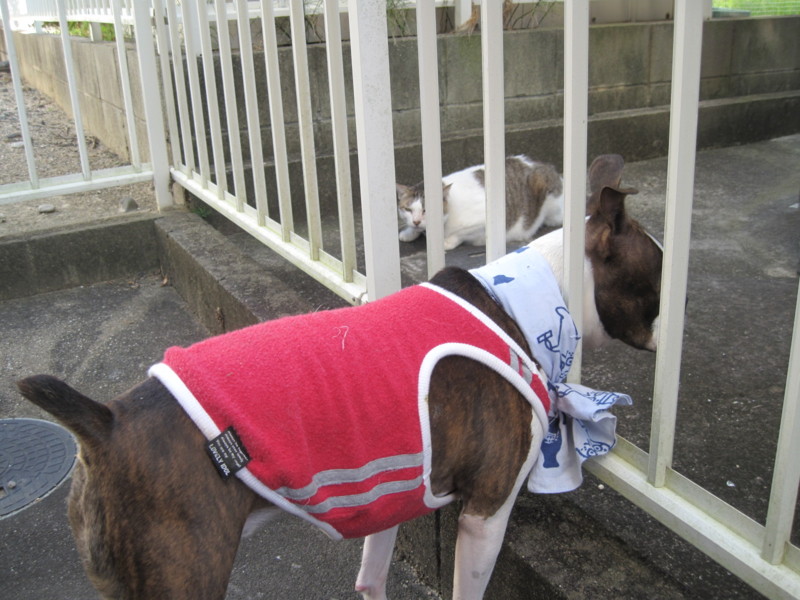 f:id:kokichikawabe:20090908085717j:image