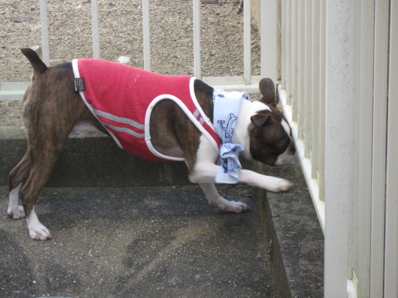 f:id:kokichikawabe:20090908085943j:image