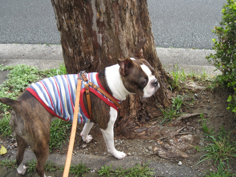 f:id:kokichikawabe:20100305094539j:image